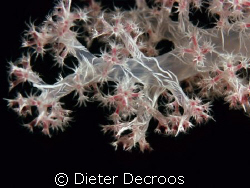 Close-up on polyps by Dieter Decroos 